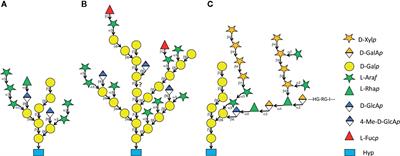 On the Potential Function of Type II Arabinogalactan O-Glycosylation in Regulating the Fate of Plant Secretory Proteins